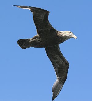 grey headed albatross.jpg
